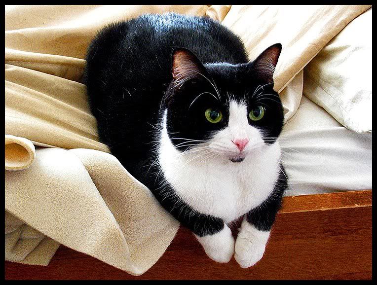 Cat_by_ECKSbloodECKS.jpg