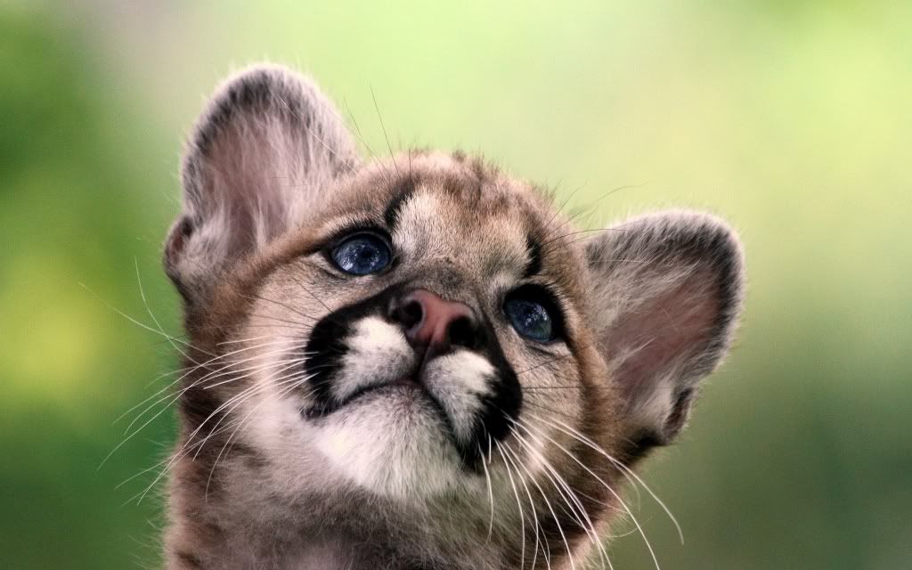 Cats20Wild.jpg
