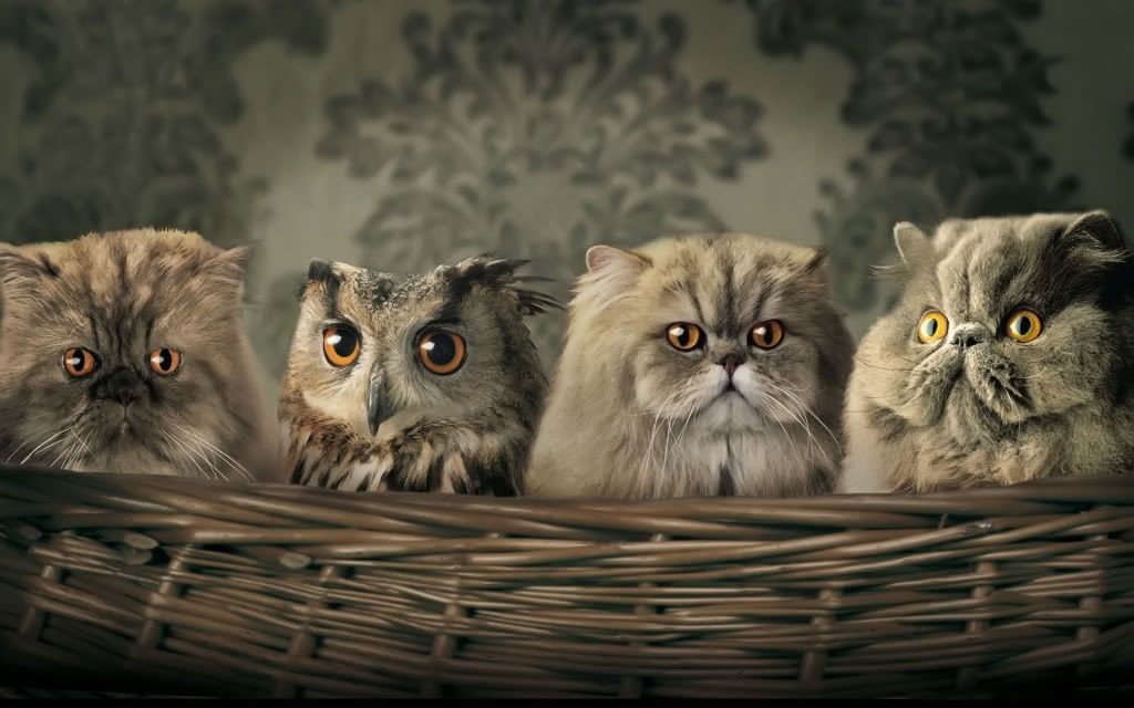 Cats20and20Owl.jpg