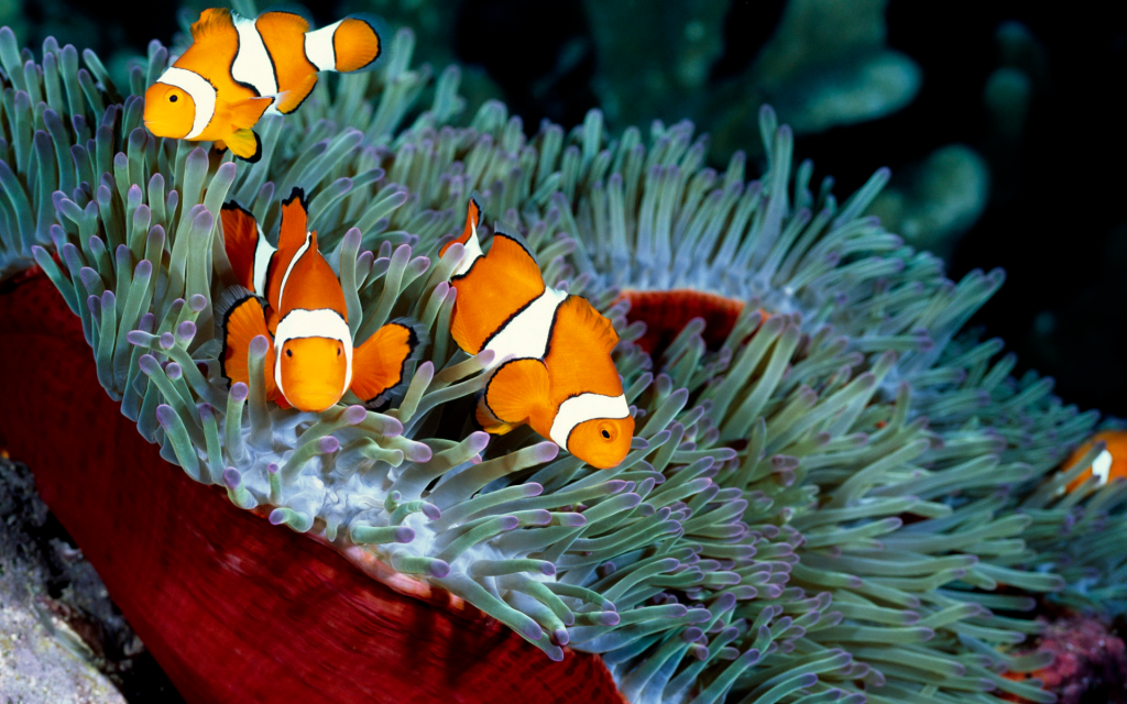 Clownfishes.png