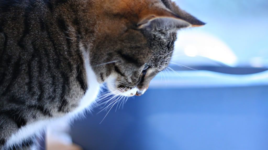 Curious20Cat.jpg