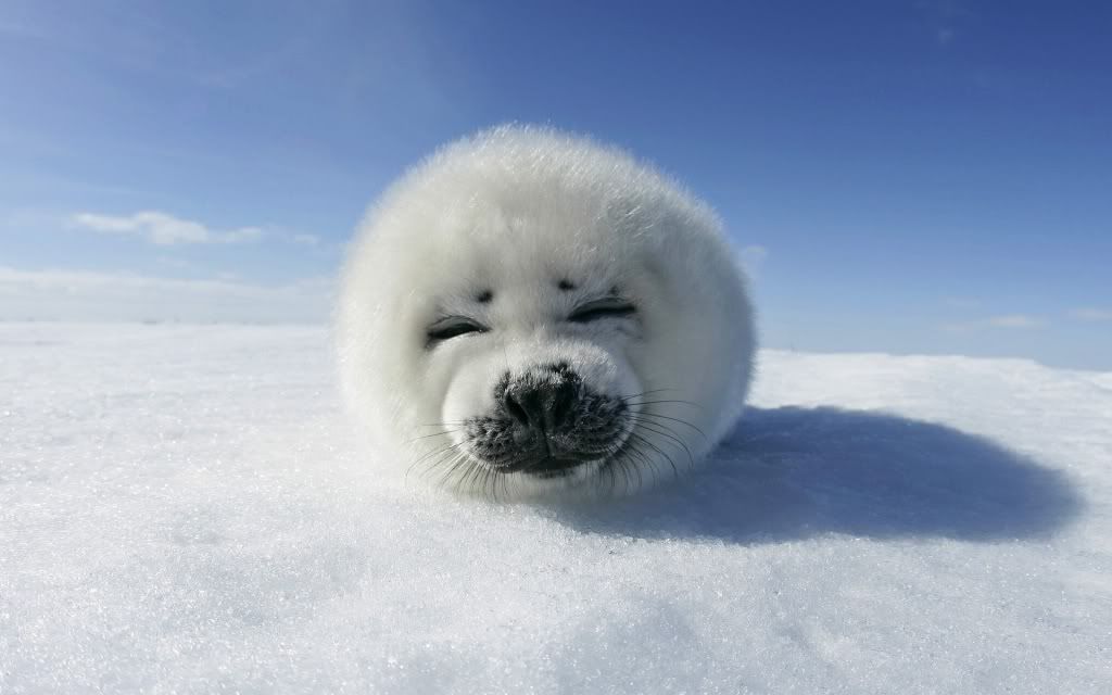 Cute20Seal.jpg