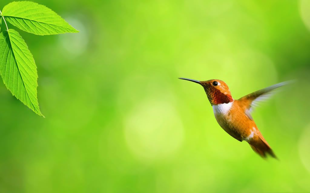 Humming20Bird.jpg
