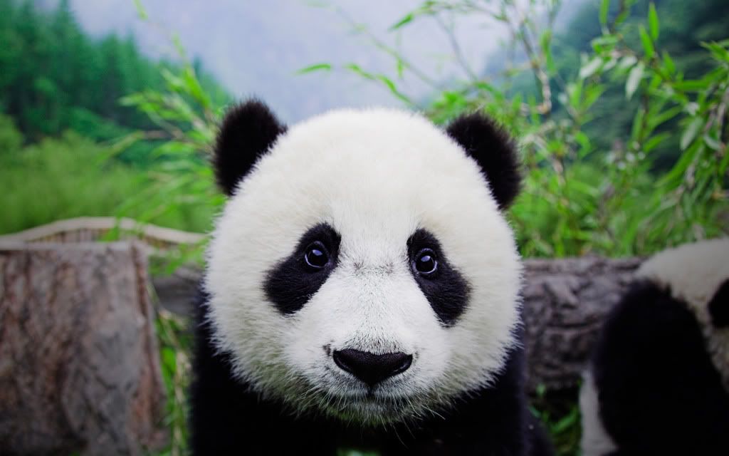 Panda.jpg