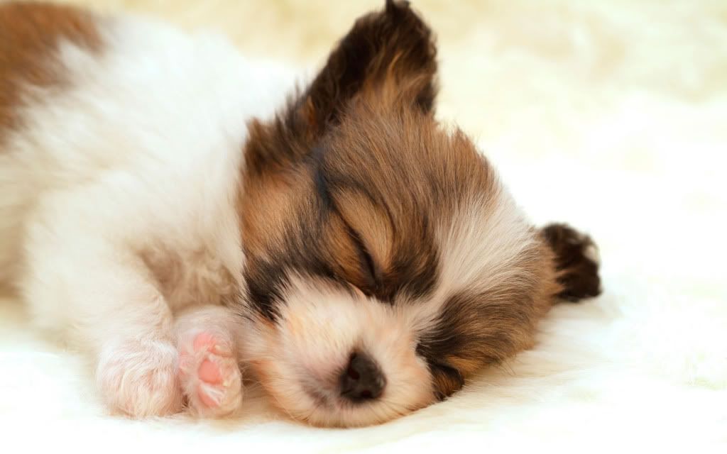 Papillon20Puppy.jpg