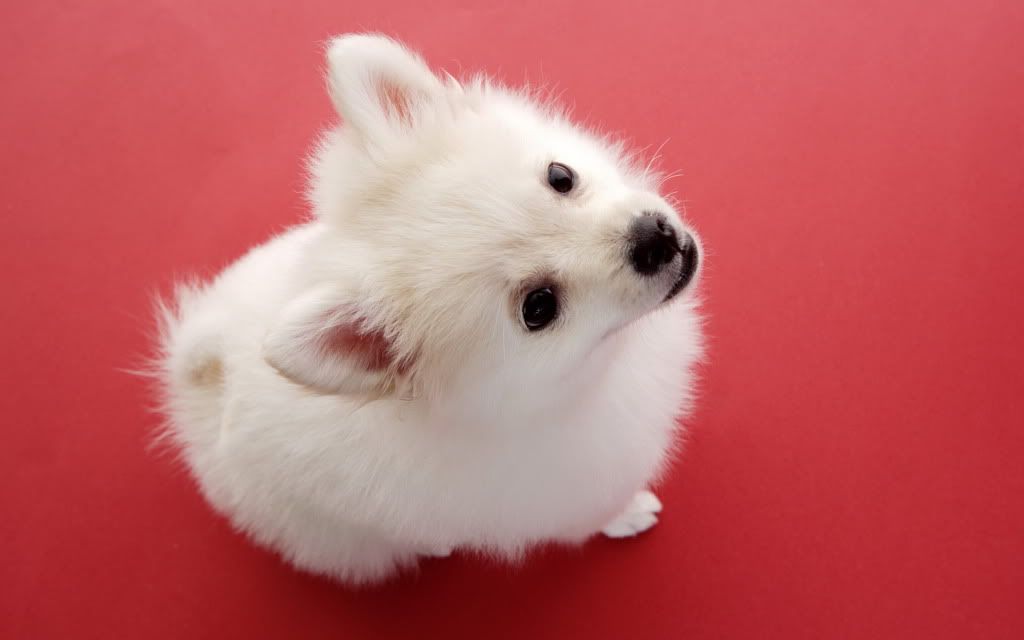 Puppy20Dog.jpg
