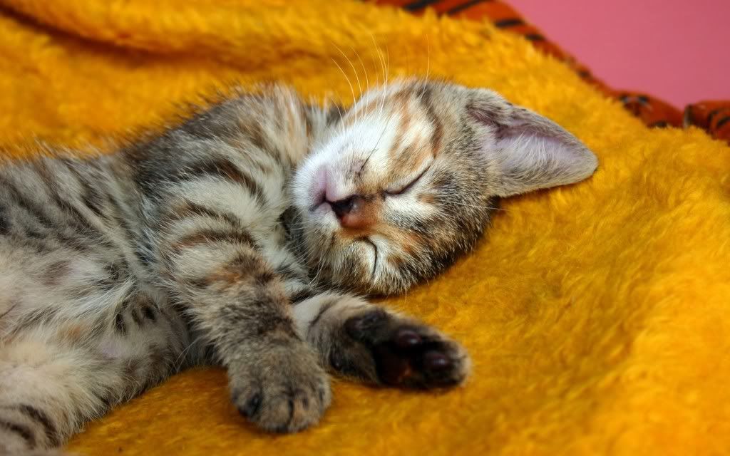 Sleeping20Cat.jpg