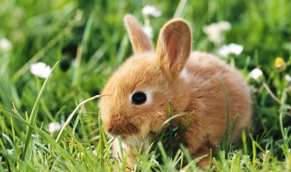 Sweet20Rabbit.jpg
