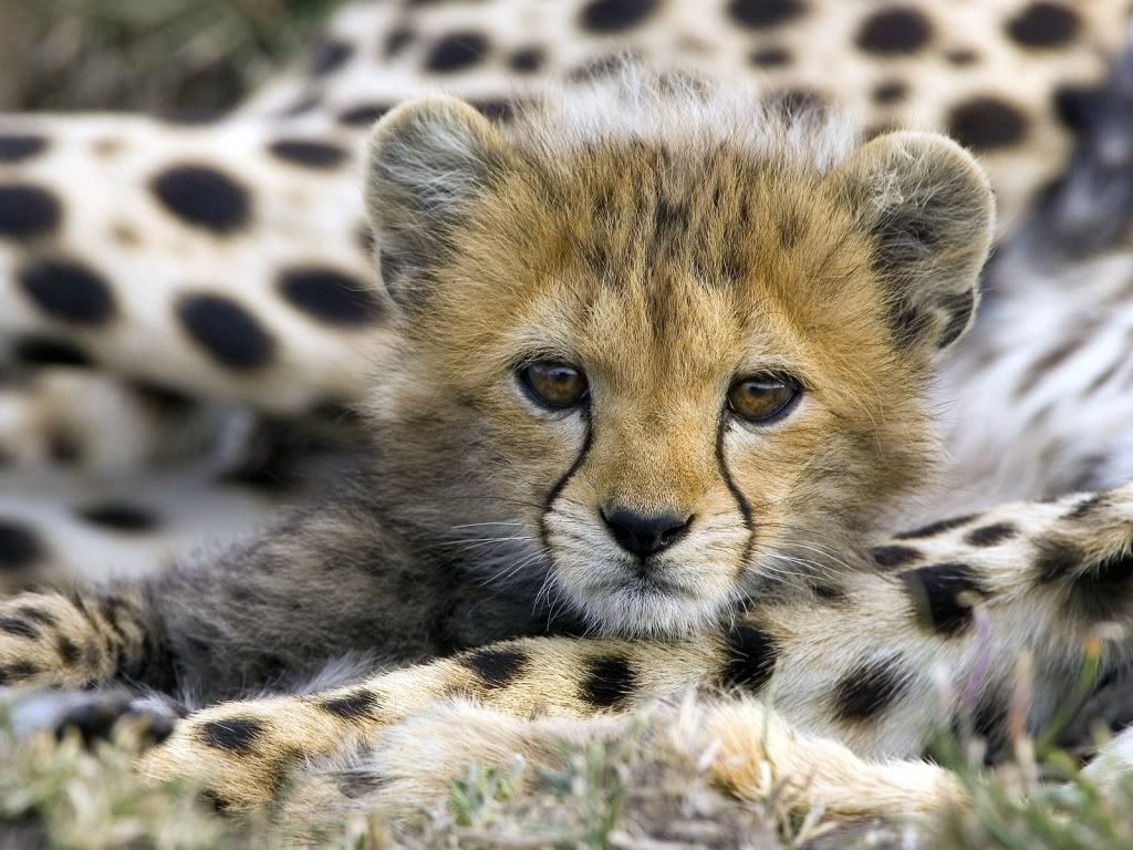 WallpaperHDAnimal_107.jpg