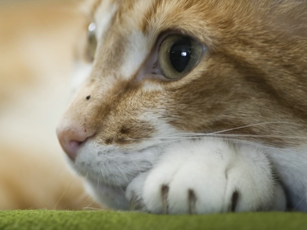 WallpaperHDAnimal_24.jpg