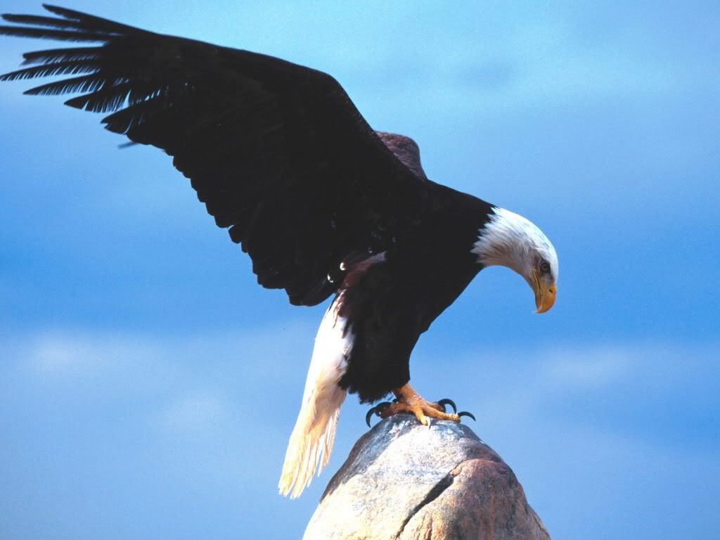 WallpaperHDAnimals_115.jpg