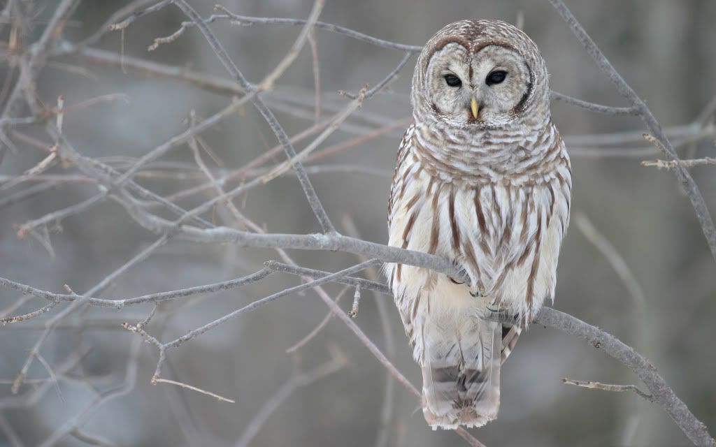 White20Owl.jpg