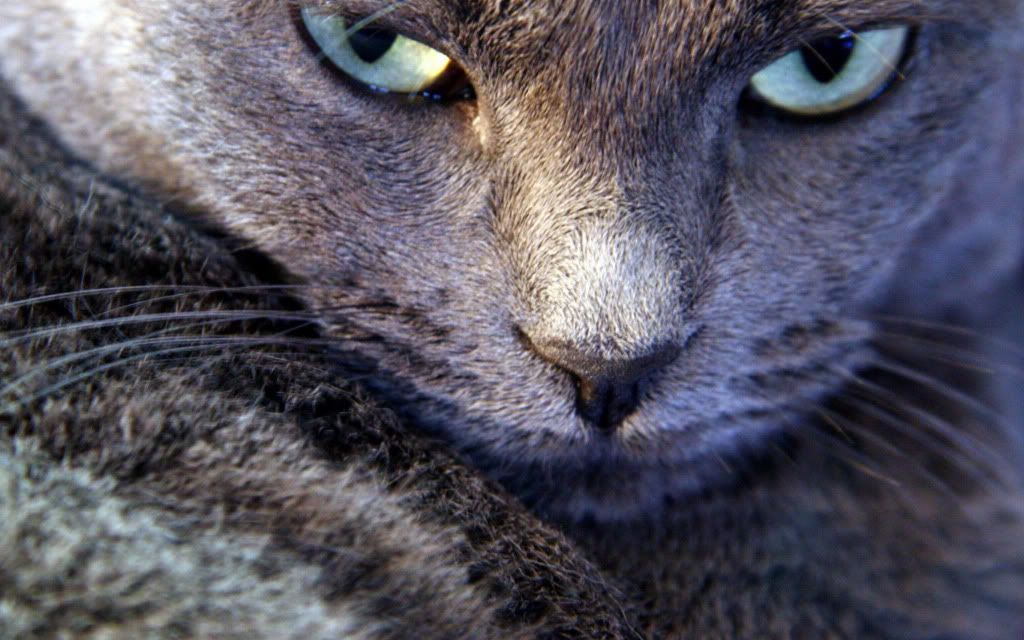 cat20eyes.jpg