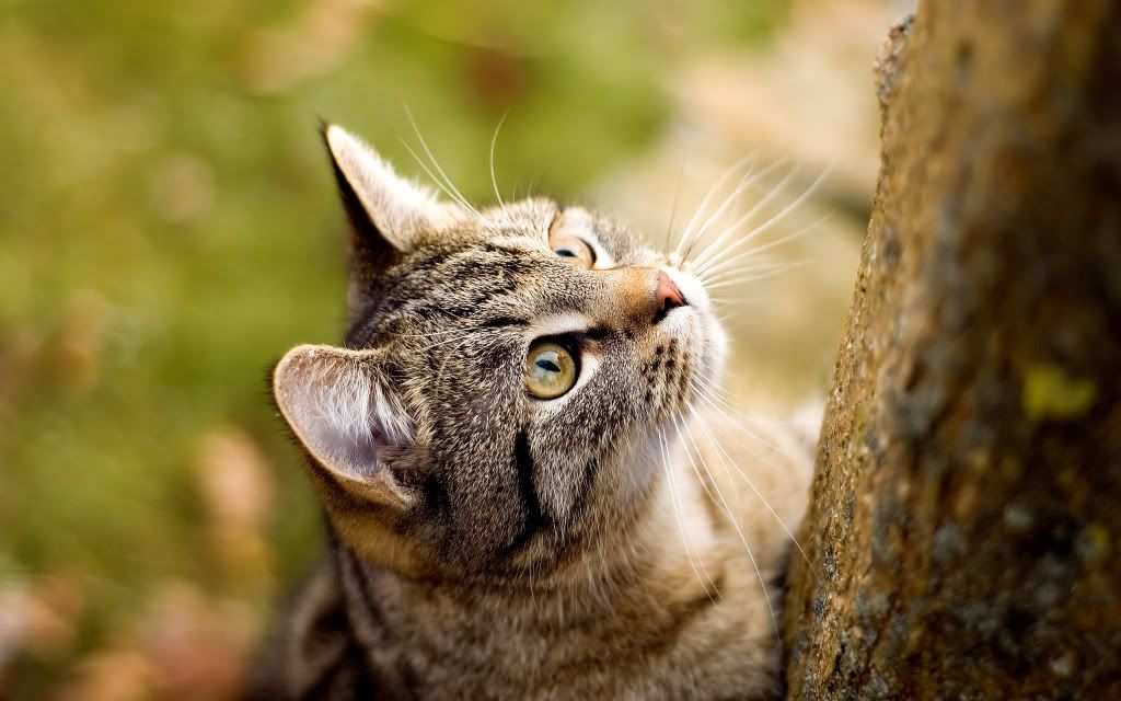 cats20curious.jpg