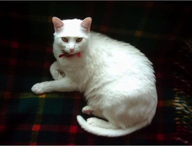 kedi_by_uykusuzluk.jpg