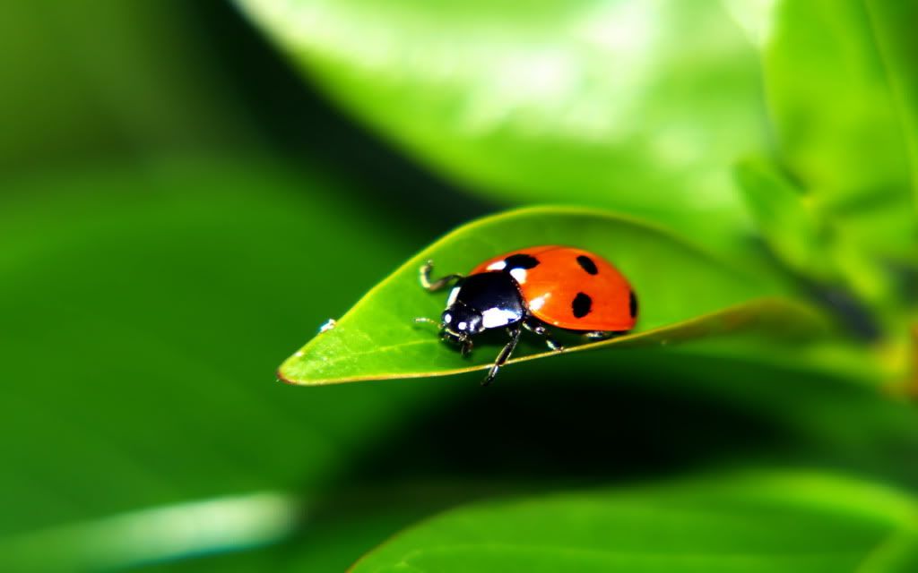 ladybug-on-a-leaf.jpg