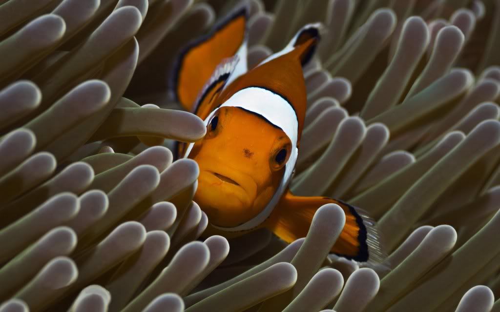 Reef20and20Clownfish.jpg