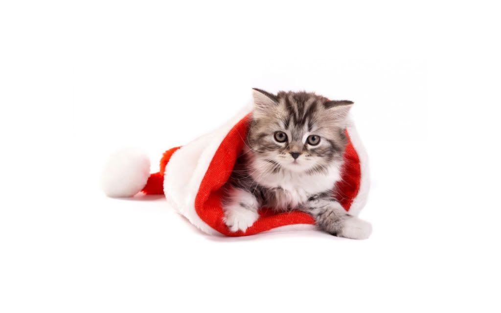 Santa20Cat.jpg