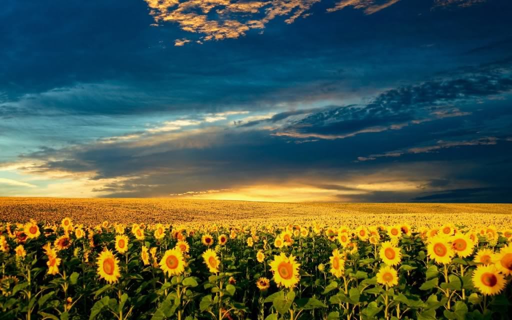 Sunflower20Garden.jpg