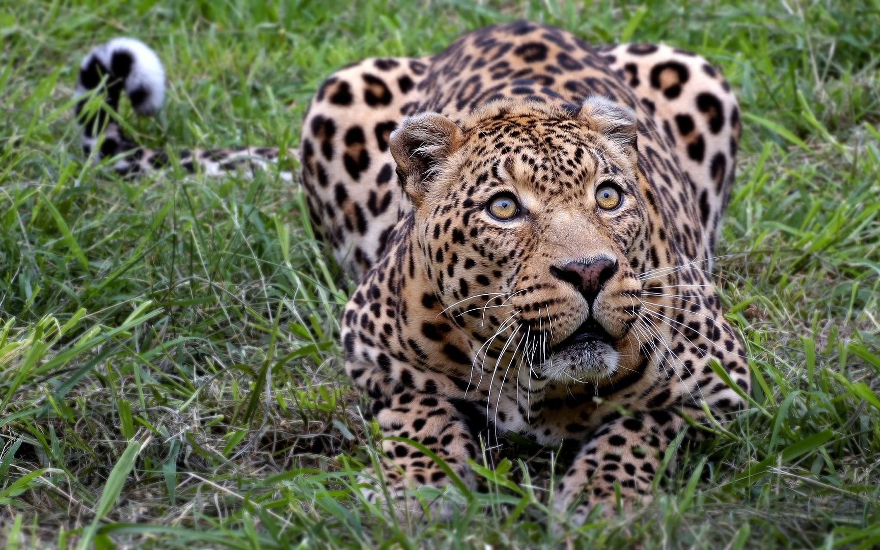 african_leopard-2560x1600.jpg