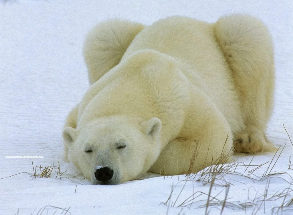 A-Bear-of-a-Day.jpg