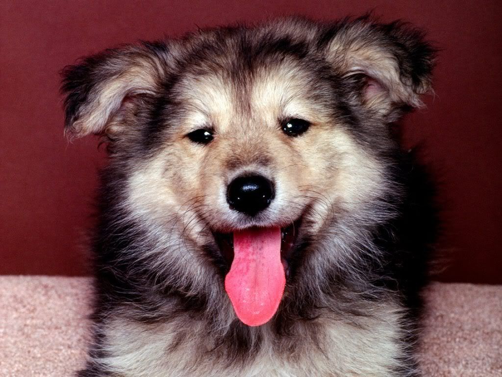 WallpaperHDATrueFriendShepherd.jpg