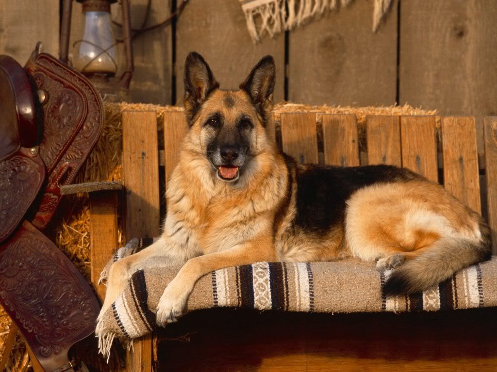 WallpaperHDCountryCanineGermanShepherd.jpg