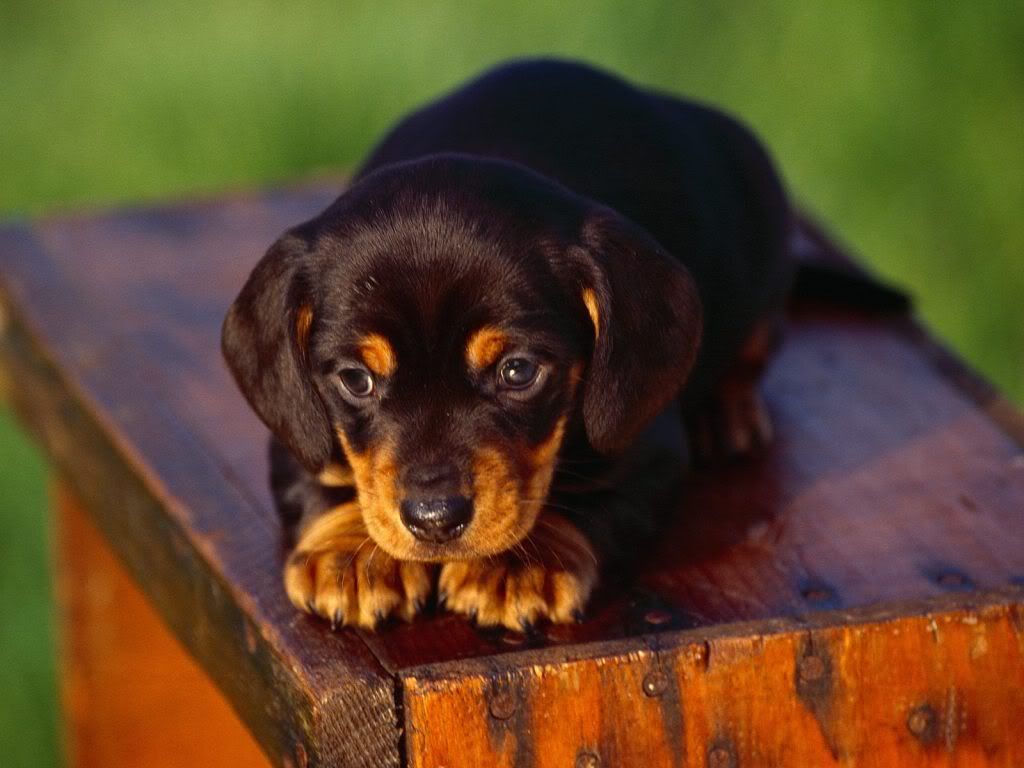 WallpaperHDDachshundPuppy.jpg