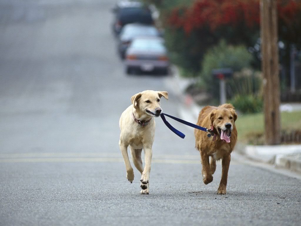 WallpaperHDDogWalkingGoldenAndYellowLabradorRetrieverMix.jpg