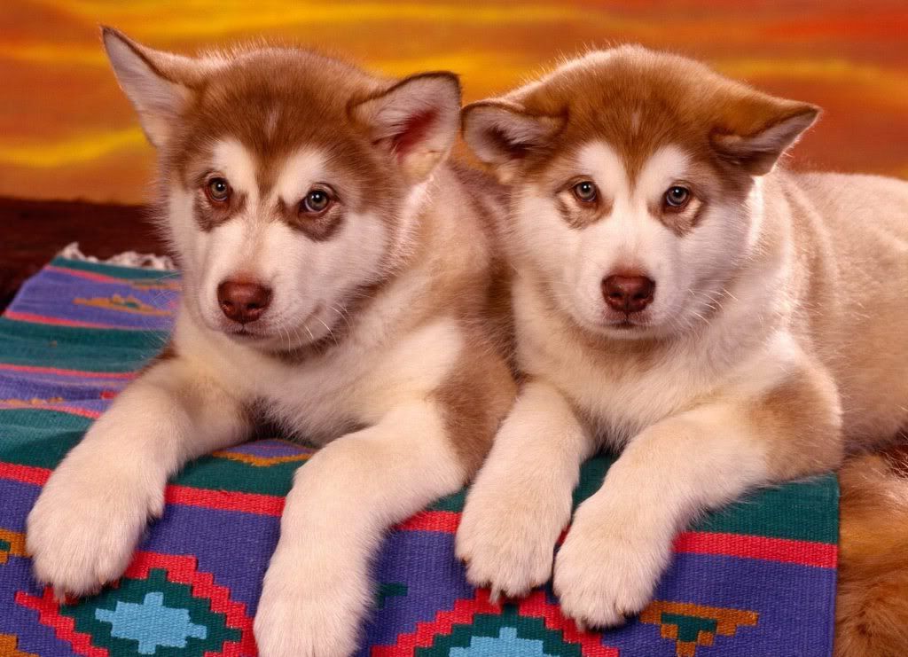 animal_0019.jpg