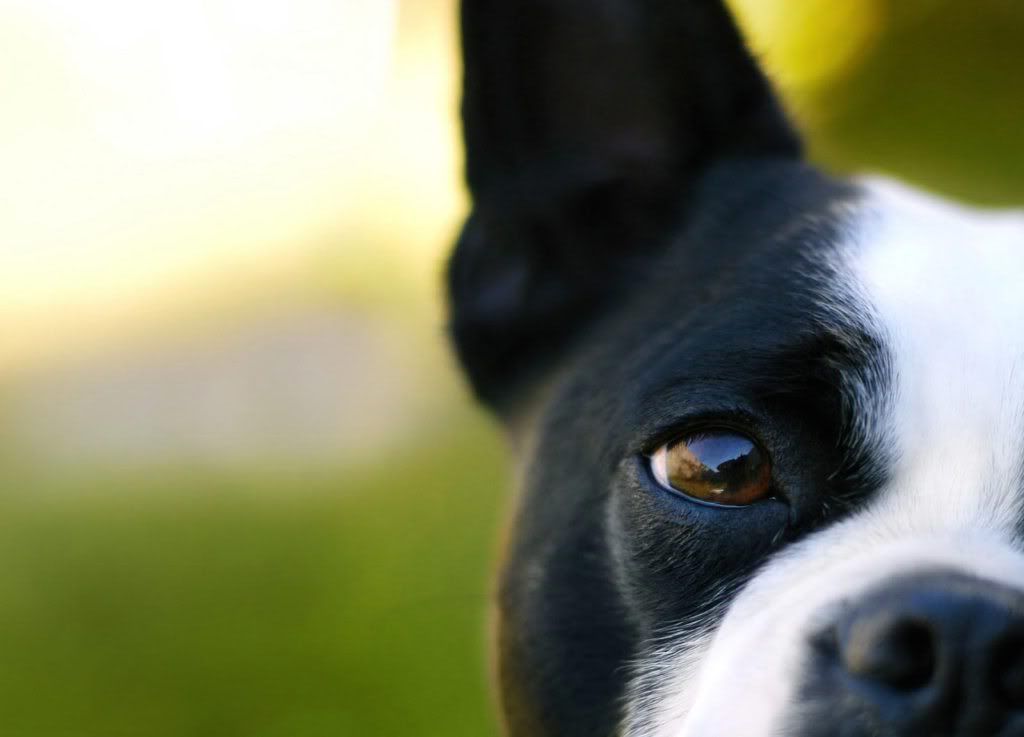 animal_0062.jpg