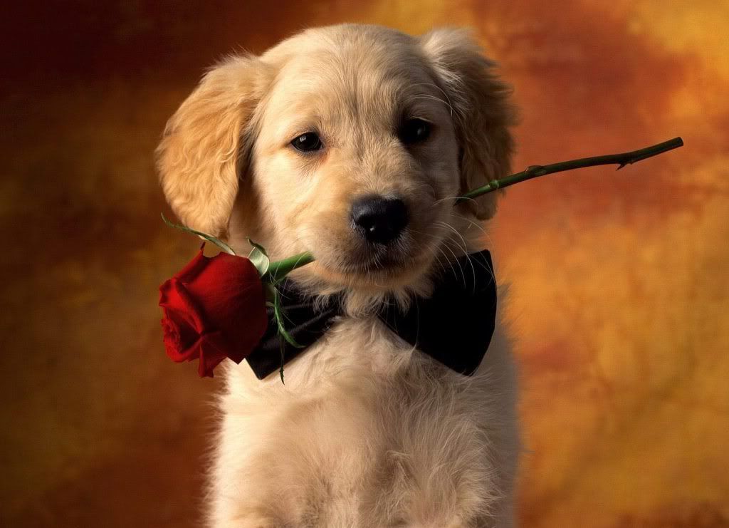 animal_0108.jpg