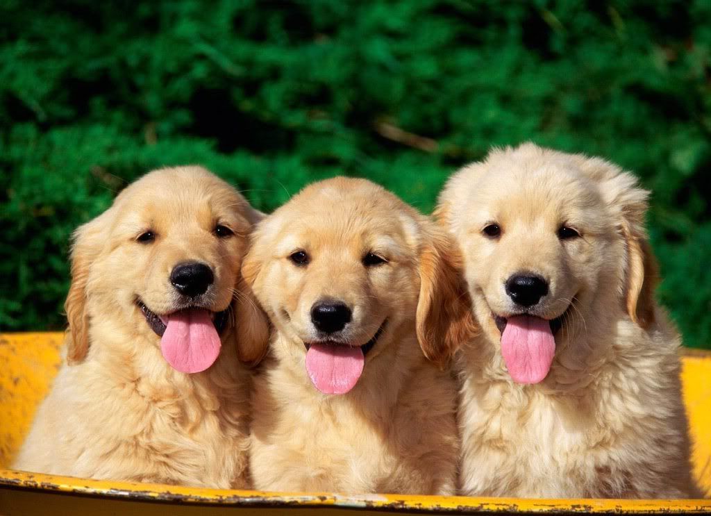 animal_0113.jpg