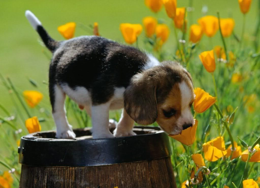 animal_0121.jpg