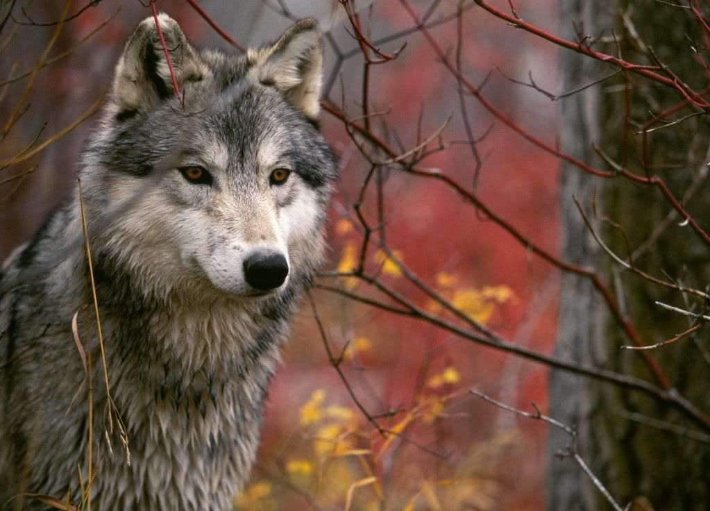 animal_0127.jpg