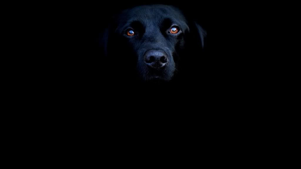 blacklab_2560x1600.jpg