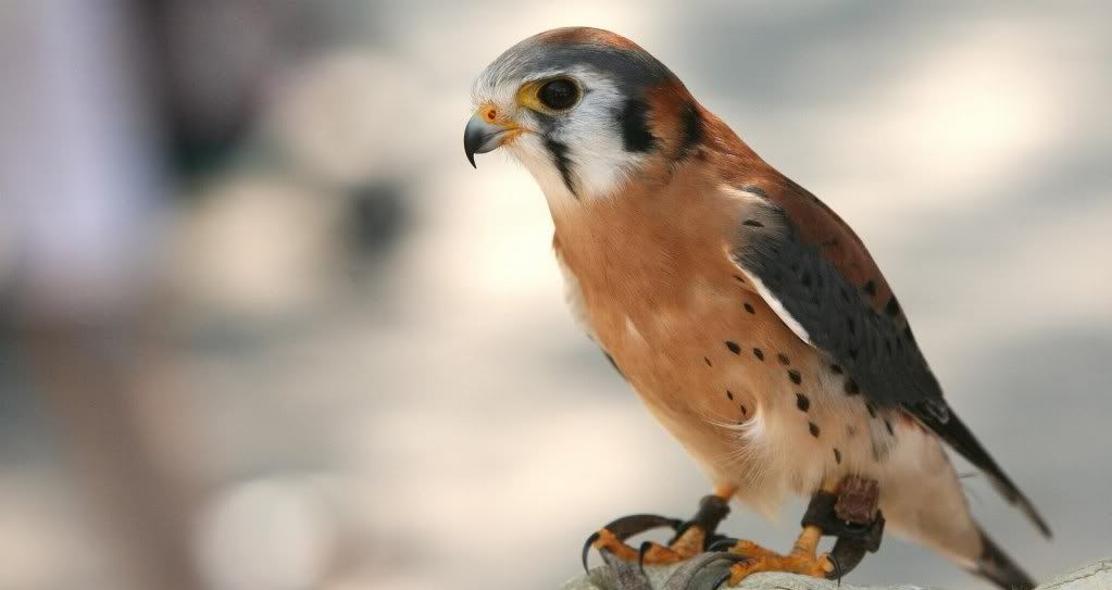 elite-falcon-570010.jpg