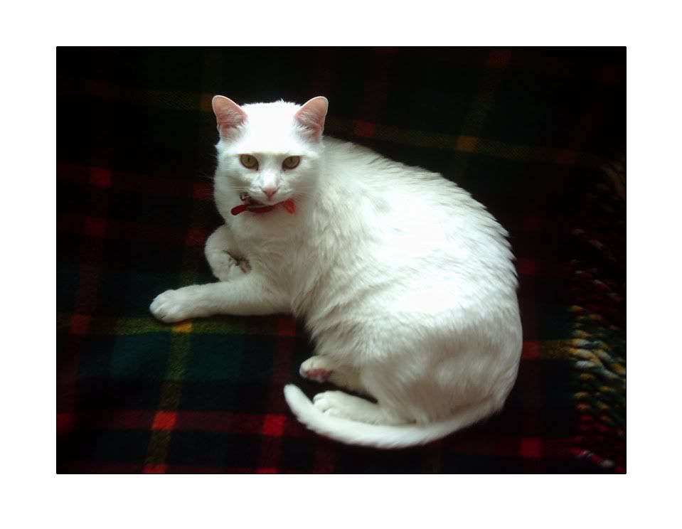 kedi_by_uykusuzluk.jpg