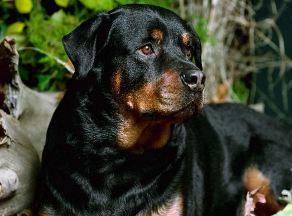 rottweiler-1280x1024.jpg