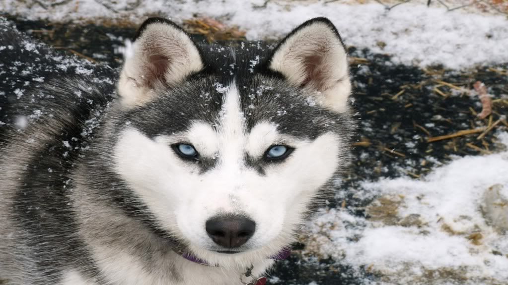 siberian-husky-1366-768-3881.jpg