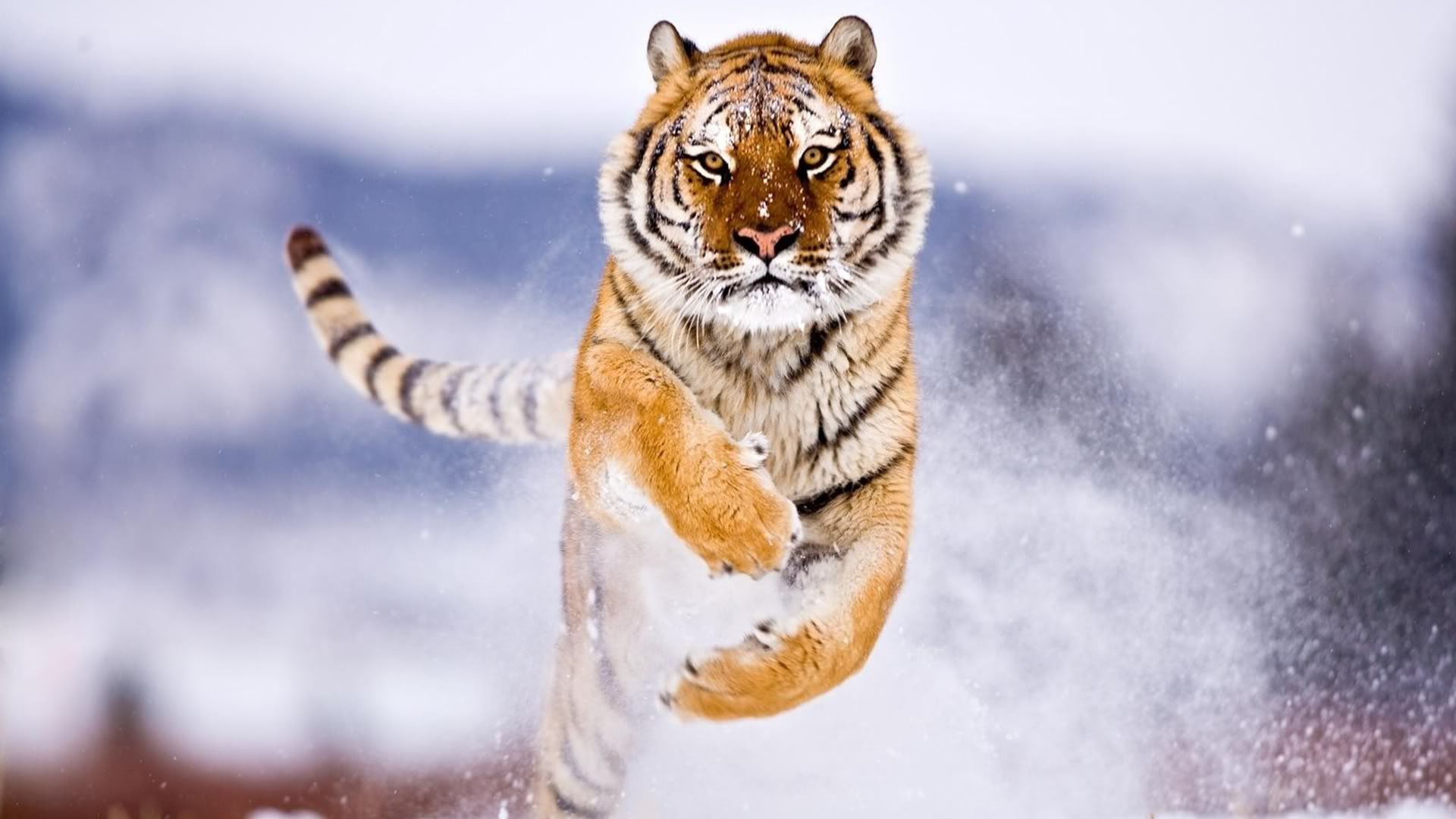 amur_tiger_in_snow-1920x1080.jpg
