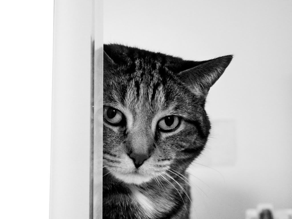 animal_0001.jpg