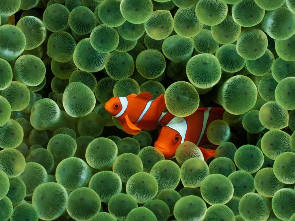 animal_0002.jpg