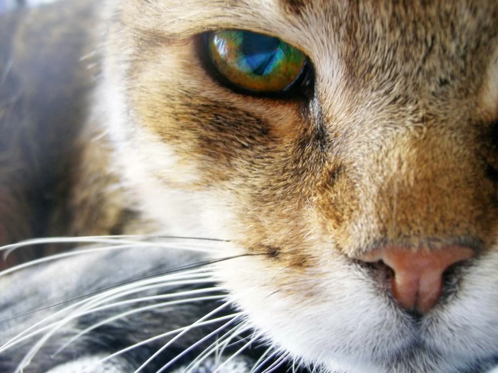 animal_0003.jpg