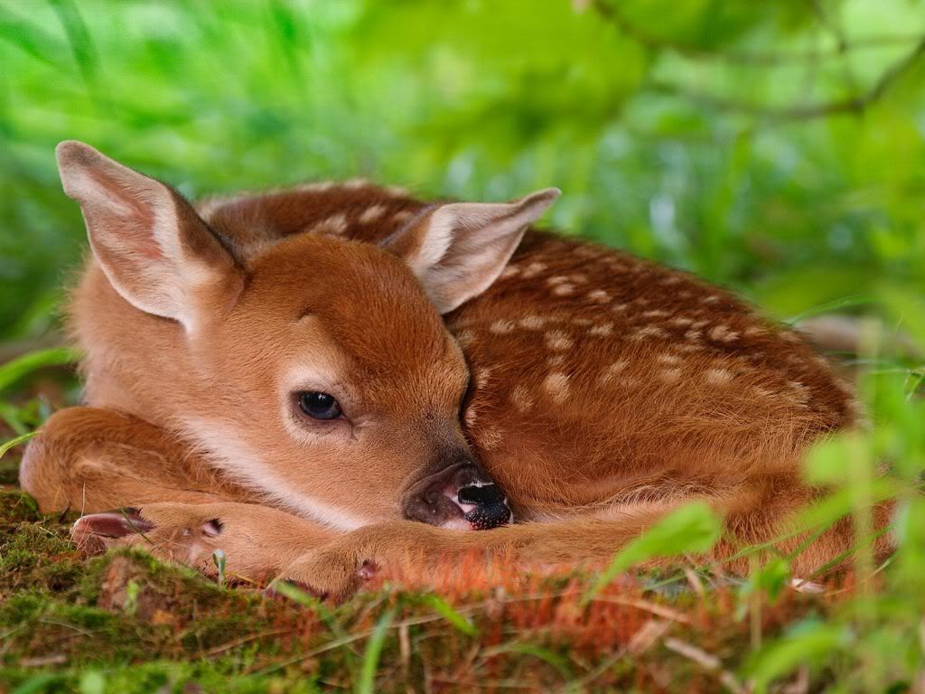 animal_0004.jpg
