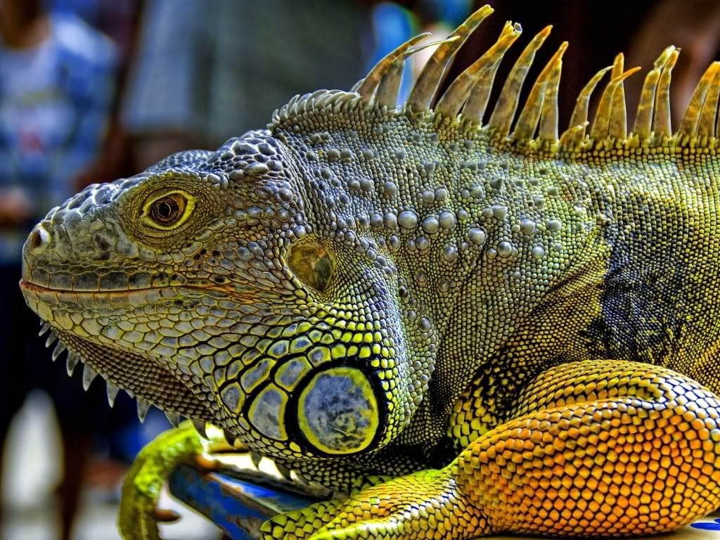 animal_0006.jpg