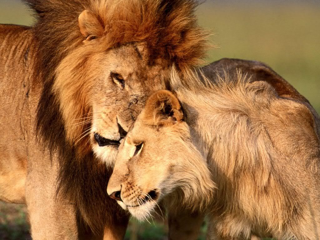 animal_0007.jpg