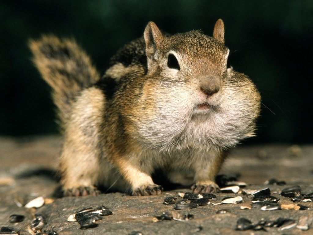 animal_0008.jpg