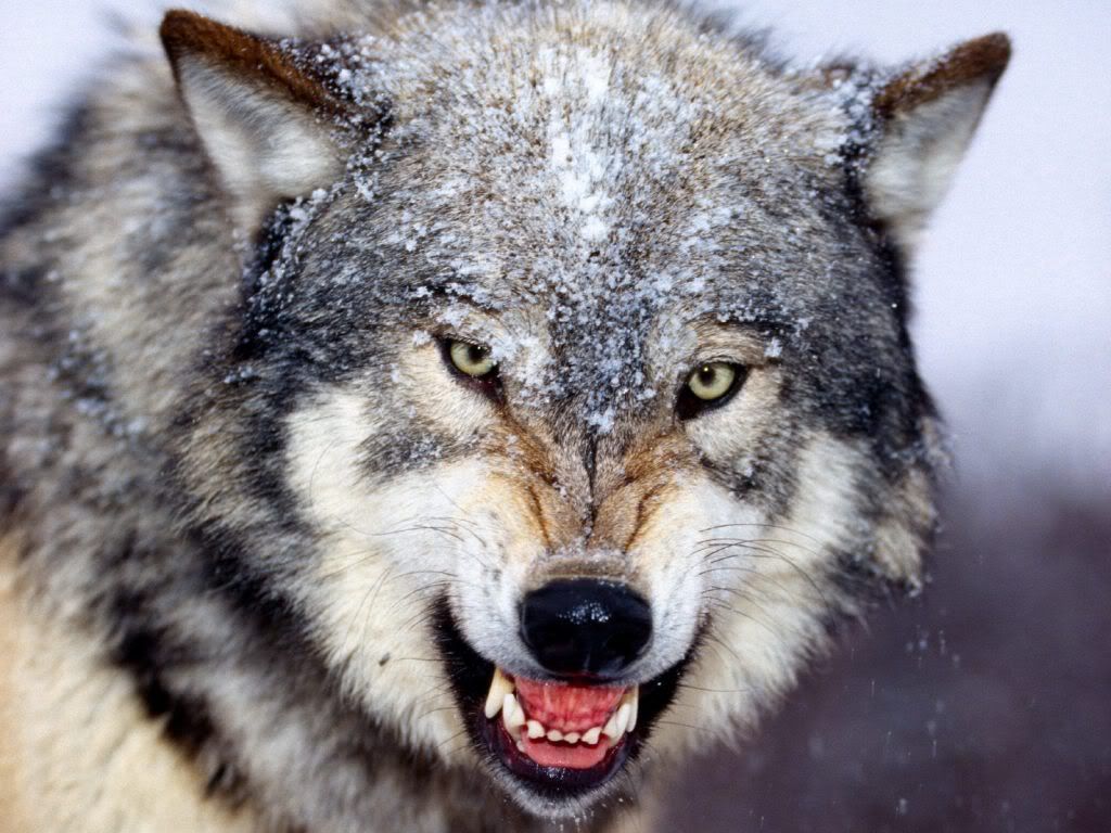 animal_0011.jpg