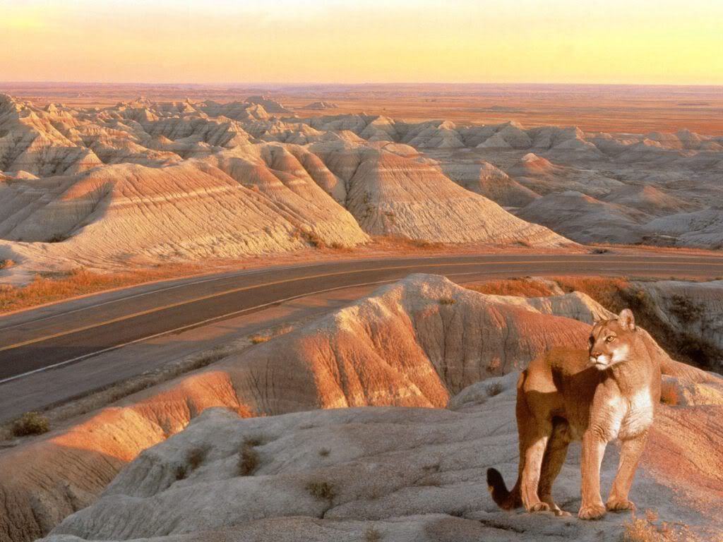 animal_0012.jpg